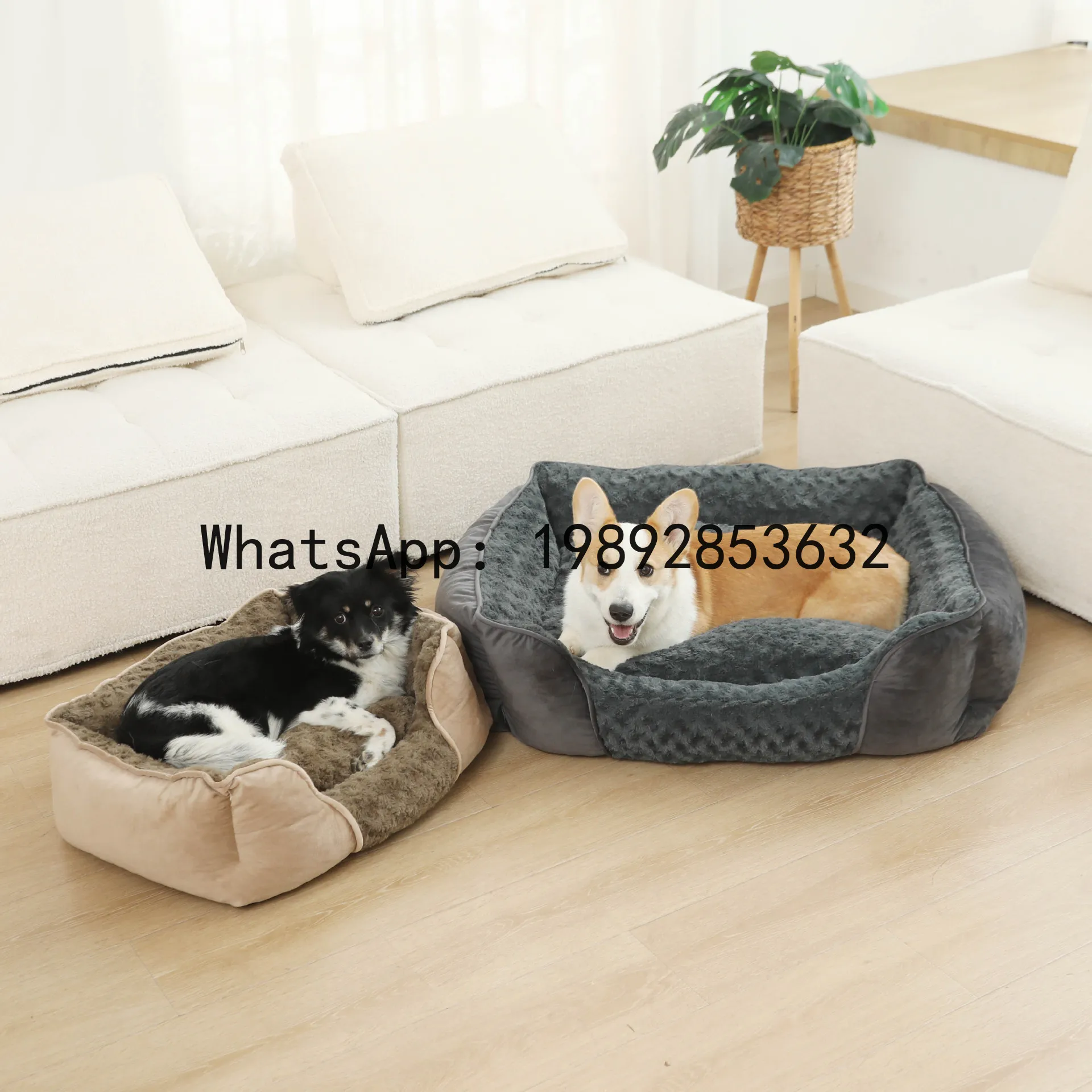 Pet X Supplies & Tack - Casa para gatos X, canil semi-fechado