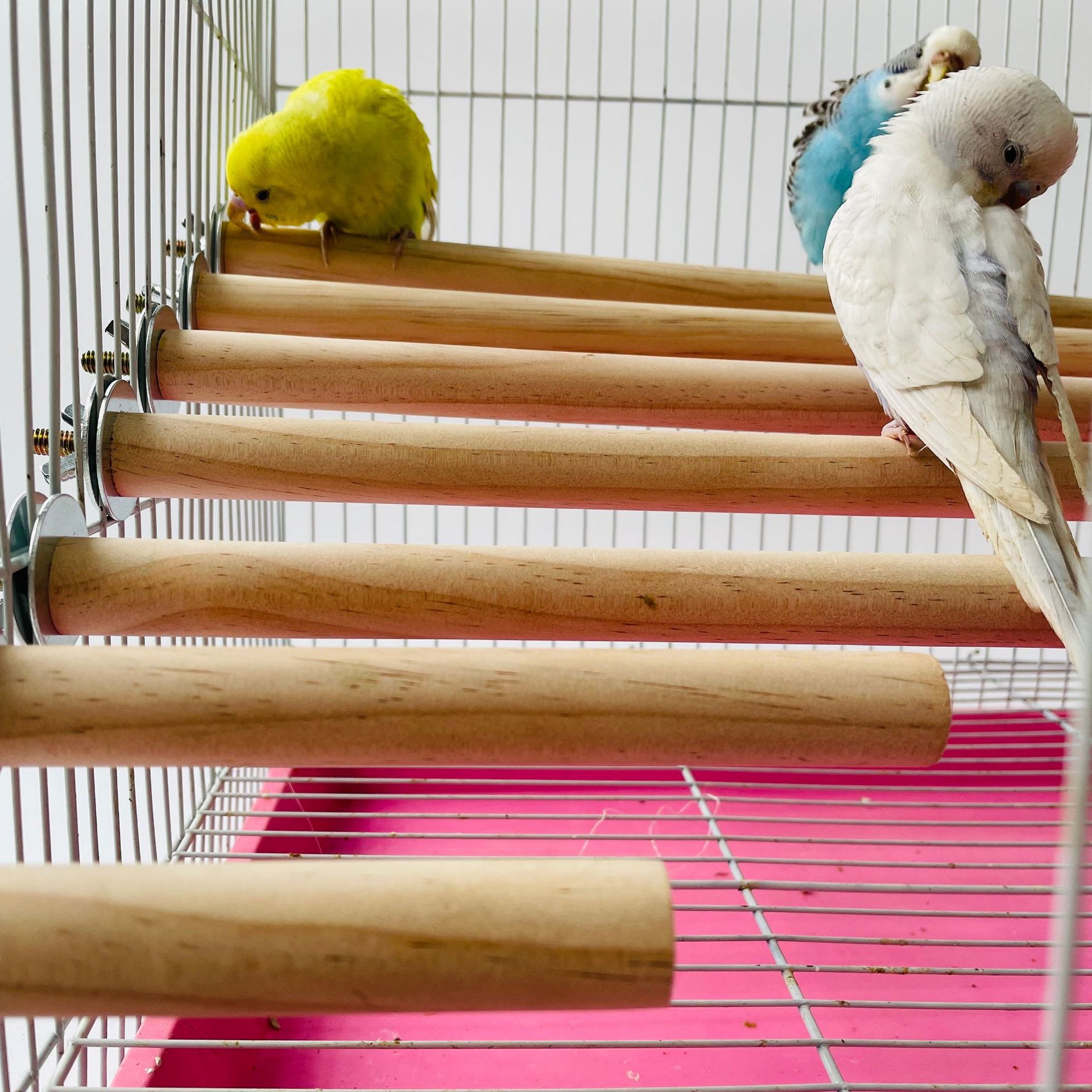 1/2ps Parrot Pet Raw Raw Stand - Pet X Supplies & Tack avaliação e preço