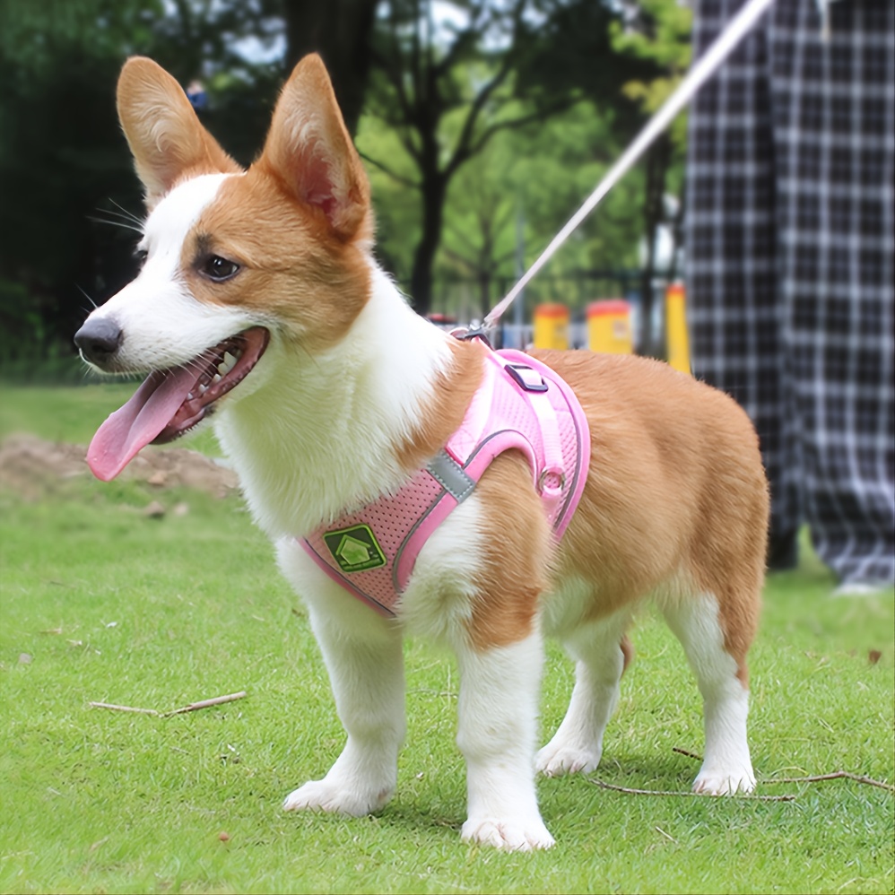 Conjunto de arnês e coleira pa - No Pull Dog Harness avaliação e preço