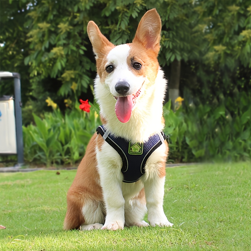 Conjunto de arnês e coleira pa - No Pull Dog Harness avaliação e preço