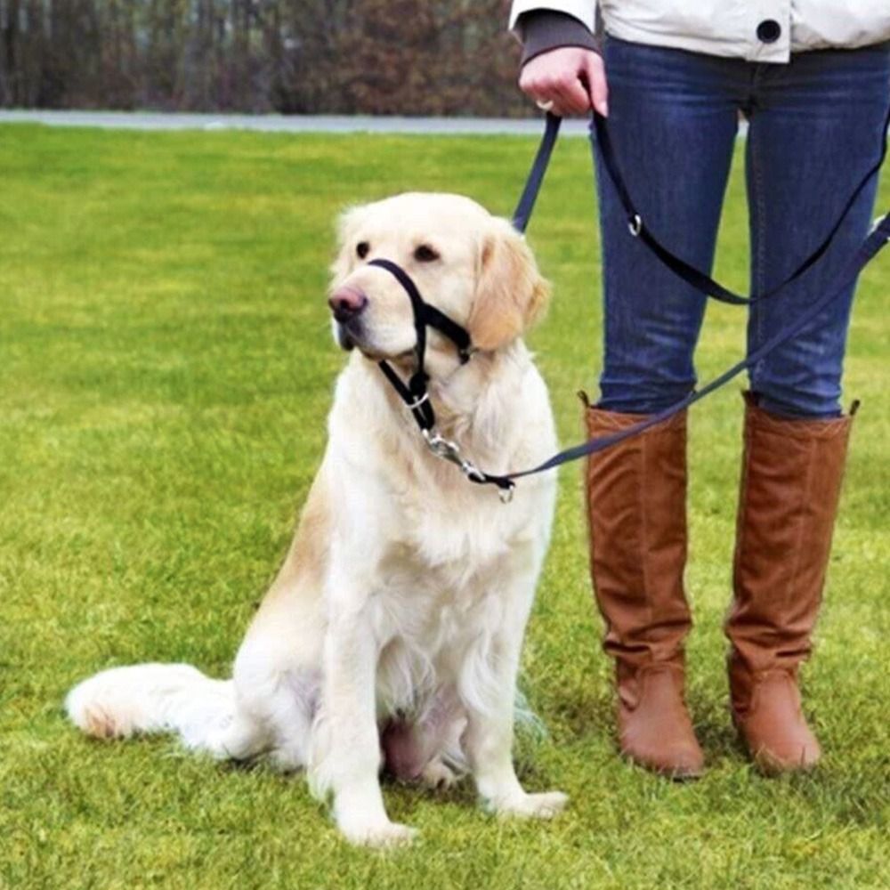 Coleira de Treinamento em Nylo - No Pull Dog Harness avaliação e preço